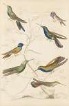 Humming birds
