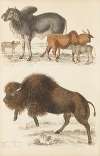 Oxen