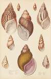 Agate-Shells