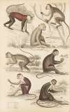 Guenons