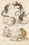 Marmosets