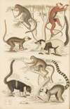 Lemur