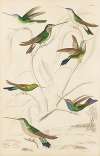 Humming birds