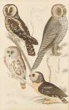 Owls