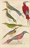 Bee-eaters