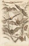 Long-eared bats