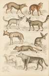 Dogs