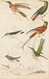 Humming birds