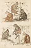Macacos