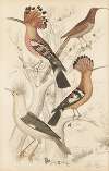 Hoopoes