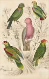 Muffled Cockatoos