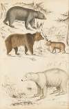 Bears