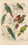 Lories, Parakeets