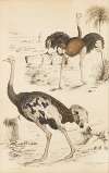Ostriches