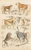 Baboons
