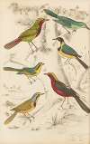Thrush-Shrike