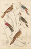 Pigeons