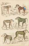 Baboons