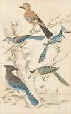 Jays