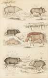 Hogs, Ethiopian Hogs, Peecaris