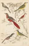 Shrikes, Thrush-Shrikes