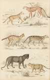 Cats