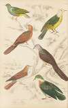 Pigeons