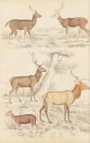 Deer