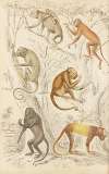 Howlers