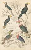 Hornbills