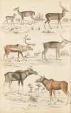 Deer
