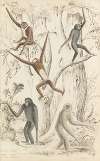Gibbons