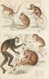 Indris, Loris, Galago, Tarsier