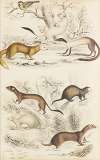 Weasels