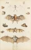 Roussettes