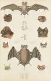 Bull dog bats