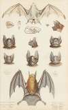 Bats