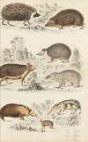 Hedgehogs
