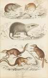 Oriental hedhgehogs, Tupaias, Long-snouted Shrews