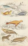 Seals