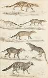 Civets