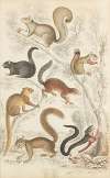 Squirrels