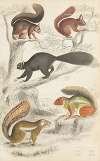 Squirrels