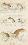 Jerboas