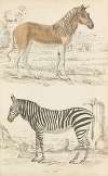 Horses – Quagga, Zebra