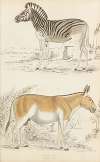 Horses