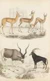 Antelopes
