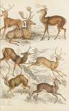 Deer
