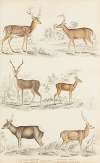 Deer