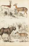 Antelopes, Gnods